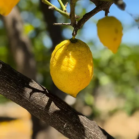 Sofia Luxury * Lechaio