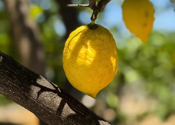 Sofia Luxury * Lechaio